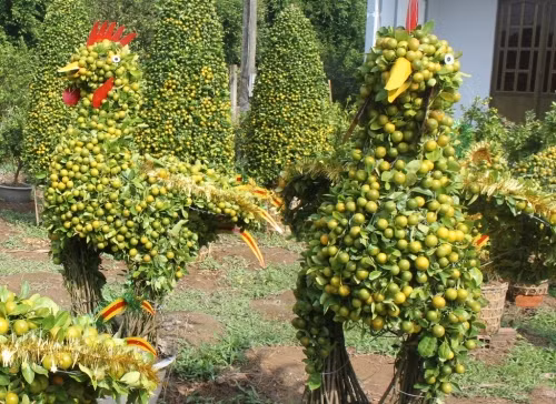 Các bộ phận khác của cây quất như lá, rễ, hạt cũng được dùng làm thuốc. Lá quất vị cay đắng, tính lạnh, có tác dụng thư can (điều hòa, cải thiện chức năng gan), khai vị khí (kích thích tiêu hóa), thông phế khí, chống nôn, nấc, tiêu hạch. Ảnh: xaluan.com.