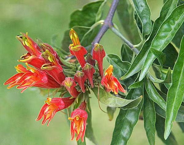 Có thể chữa bệnh lở miệng do nhiệt. Bạn có thể lấy lá mảnh cộng tươi, rửa sạch, để ráo, thêm chút nước sạch, giã nát, lọc lấy nước, ngậm và nuốt dần trong ngày. Ảnh: caythaoduoc.net.