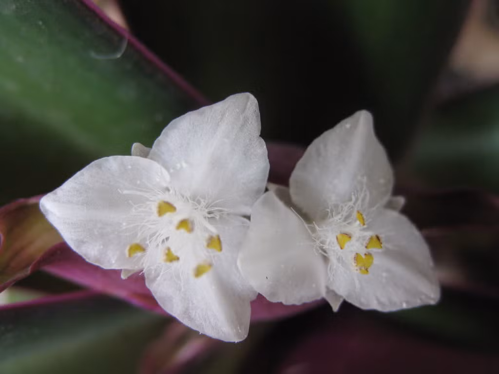 Hoa lẻ bạn có vị ngọt nhạt, tính mát và có tác dụng thanh nhiệt, chữa ho (theo Lương y Nguyễn Đức Nghĩa, hội dược liệu TP Hồ Chí Minh). Cả hoa và lá đều làm vị thuốc ho cho người lớn và đặc biệt là trẻ em. Ảnh: greenarchitecture.vn.