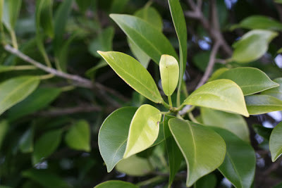 5. Nhựa cây si: Cắt cơn hen: Nhựa si 10ml, rượu uống 10ml, khuấy đều uống mỗi ngày. Ảnh: BMT7.vn.