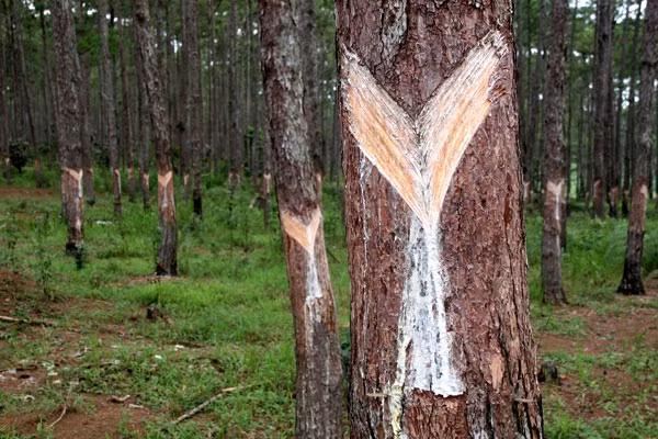 2. Nhựa thông. Chữa đau nhức khớp, sưng tấy. Nhựa thông 40g, nhựa cây sau 40g, sáp ong 10g, đun nhỏ lửa khoảng 10 phút. Để nguội, phết lên giấy để dán lên chỗ sưng. Ảnh: Cây giống lâm nghiệp.