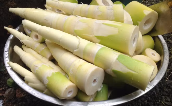 Các bà nội trợ đừng quá lo lắng vì độc chất trong măng sẽ bay hơi dễ dàng khi được nấu sôi. Để loại bỏ những độc tố có trong măng, sau khi xắt lát mỏng nên đem luộc qua với nước sôi trong khoảng 10 phút. Trong quá trình luộc không nên đậy nắp nồi, để các độc chất trong măng theo hơi nước sôi bay ra ngoài. Sau đó, vớt măng ra và rửa lại dưới vòi nước lạnh.