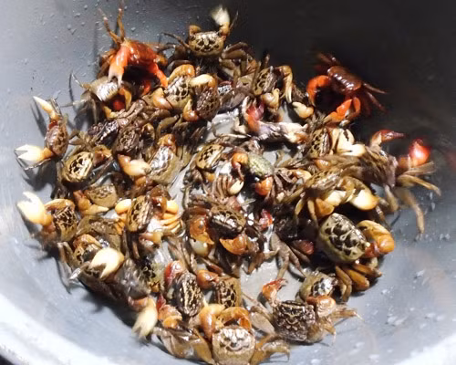 2. Cáy rang muối. Nguyên liệu: Cáy, sả, ớt, chanh, tỏi, hành, rau răm, muối, hạt tiêu, đường, dầu ăn. Rửa sạch cua, bóc yếm, tách mai, để ráo nước. Sả, ớt thái chỉ, hành răm thái nhỏ bỏ ra đĩa riêng. Tỏi băm nhỏ, muối hạt giã nhỏ. Ảnh: Eva.vn.