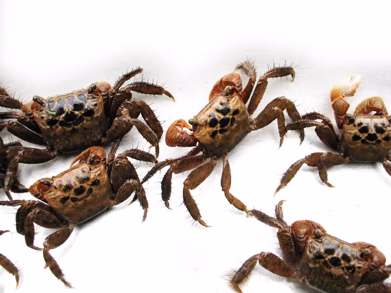 3. Mắm cáy. Nguyên liệu: Cáy, muối, thính gạo, men rượu. Cáy được rửa sạch, bóc yếm, để ráo rồi dùng cối giã cho thật nhuyễn, sau đó trộn kỹ theo tỉ lệ 3-1, cứ 3 chén cáy là một chén muối rồi cho vào chum bọc kín miệng lại bằng túi nilon rồi đem để chỗ kín nhưng phải khô ráo, thoáng mát. Ảnh: langnuong.vn.