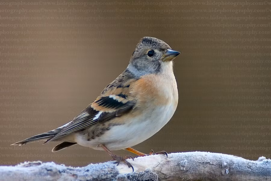 Bài vè giúp bé học chữ E. Con chim se sẻ. Nó ăn gạo tẻ, nó hót líu lo, nó ăn hạt ngô, nó kêu lép nhép. Ảnh: congtysamngoclinh.com.