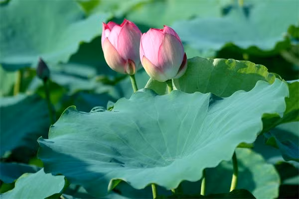 Bài vè giúp bé học chữ X. Trong đầm gì đẹp bằng sen, lá xanh bông trắng lại chen nhị vàng. Nhị vàng bông trắng lá xanh. Gần bùn mà chẳng hôi tanh mùi bùn. Ảnh: KhoaHoc.tv.