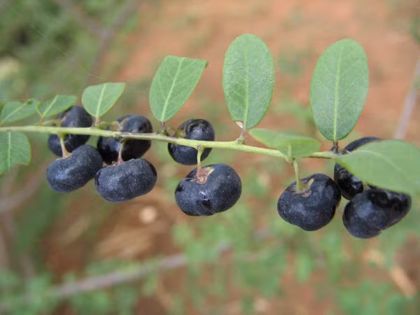 2. Quả phèn đen. Chữa mụn nhọt mới phát trên mặt: Lá phèn đen tươi, củ chuối tiêu; giã nát đắp chỗ có mụn, ngày 1 lần. Quả phèn đen vị chát, tính lạnh, tiêu viêm, sát khuẩn cực mạnh. Ảnh: Thuochay.vn.