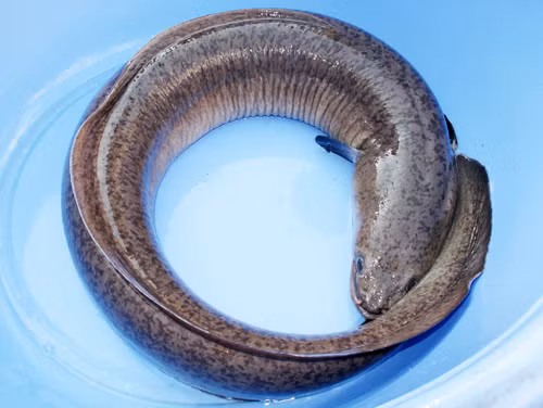 5. Cá chình nấu trứng. Nguyên liệu: Trứng gà, thịt cá chình, cỏ ngưu bảng, rau cần, nước dùng, xì dầu, rượu, bột hoa tiêu, đường cát. Thịt cá chình thái miếng rộng 2cm, cỏ ngưu bảng xắt miếng, rau cần xé sợi nhỏ. Ảnh: hieuhaisan.com.