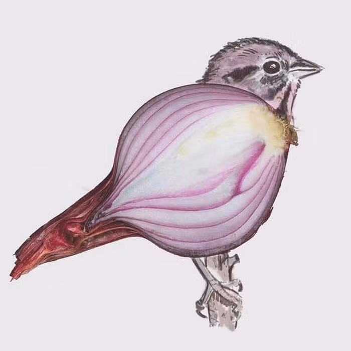 Có thể bạn sẽ cay mắt với chú chim này.