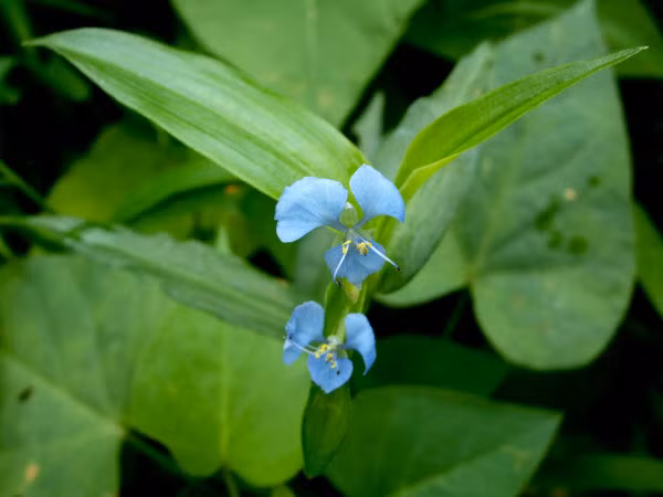 Bai thuoc tri quai bi, tho huyet tu thai lai trang