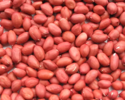 1. Hạt lạc đỏ. Theo Đông y, nhân lạc có tính bình, vị ngọt béo. Có tác dụng nhuận phế, hòa vị, trừ đàm, chỉ huyết. Chủ yếu dùng để chữa ho khan, ít sữa, thiếu máu, thiếu tiểu cầu, bệnh dạ dày mạn tính, viêm thận mạn, cước khí.