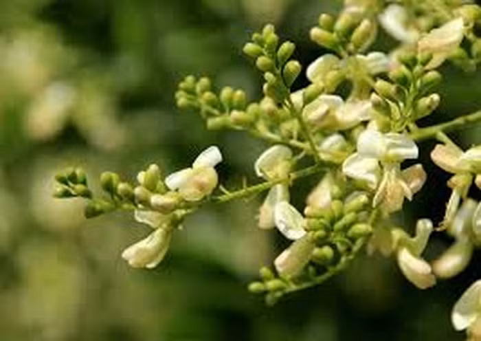 Hoa hòe. Các nhà khoa học đã chứng minh hoa hòe có chứa vitamin P giúp giảm tính thẩm thấu của mao mạch. Bạn chỉ cần dùng hoa hòe phơi khô, ướp lấy nước uống như pha trà. Ảnh: Troxivein.