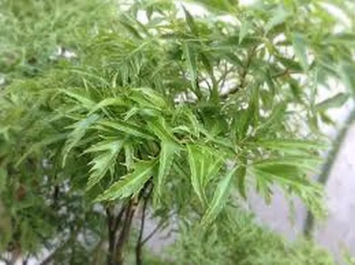 Đinh lăng, hoa hòe. Dùng 180g lá đinh lăng, 160g cây rau dừa cạn, 160g cỏ xước, 150g hoa hòe, 120g đỗ trọng, 140g cam thảo đất, 100g chi tử. Tất cả các vị trên sao giòn và tán vụn trộn đều với nhau. Ngày dùng 40g hãm với 1lit nước sôi uống thay nước hàng ngày. Ảnh: Tinmoi.