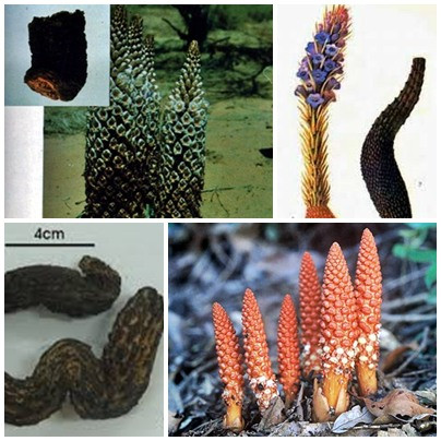 Trong cuốn "thượng y tông lĩnh" có ghi: Nhục thung dung có vị ngọt, chua, mặn, tính ấm; Qui kinh vào thận, đại tràng. Có tá dụng bổ thận trợ dương, ích tinh huyết, cường kiện cân tốt, nhuận tràng. Cây nhục thung dung ngâm rượu thực sự rất hiệu quả khi sử dụng. Ảnh: thaoduocquy.org.