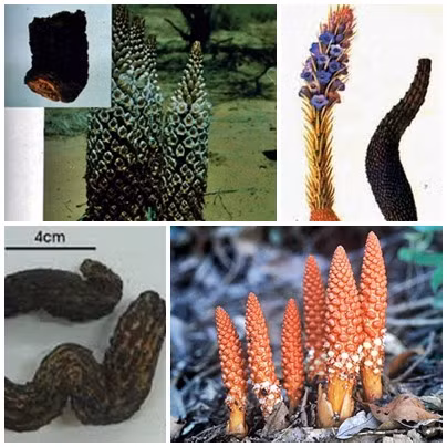 Trong cuốn "thượng y tông lĩnh" có ghi: Nhục thung dung có vị ngọt, chua, mặn, tính ấm; Qui kinh vào thận, đại tràng. Có tá dụng bổ thận trợ dương, ích tinh huyết, cường kiện cân tốt, nhuận tràng. Cây nhục thung dung ngâm rượu thực sự rất hiệu quả khi sử dụng. Ảnh: thaoduocquy.org.