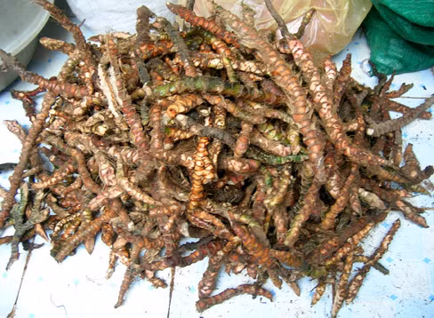 6. Bài thuốc 6: Củ xương bồ giã dập cùng với đậu đen. Trộn vào một ít giấm thanh, sao nóng, dùng miếng vải gói lại, chườm tại chỗ và vùng từ rốn trở xuống tới hạ bộ. Ảnh: thuoccapcuu.com.