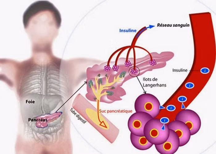 Trong khi đó, tuyến tụy sẽ chuyển hóa đường thành insulin hòa vào dòng máu và đi đến các mô trên cơ thể. Để tránh ăn quá nhiều, dạ dày của bạn sẽ bắt đầu giải phóng hormone kiểm soát sự thèm ăn, như ghrelin và peptide YY. Ảnh: Tribenhtieuduong.