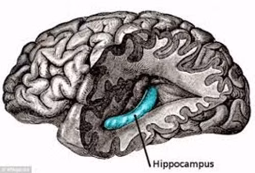 Đồng thời lúc này khu vực Hippocampus – phần não trước (hồi hải mã), nơi lưu giữ thông tin và hình ảnh trong trí nhớ sẽ nhắc nhở bạn về vị kem trông như thế nào và cảm giác của bạn về lần ăn kem gần đây nhất. Ảnh: Kenhtinso.