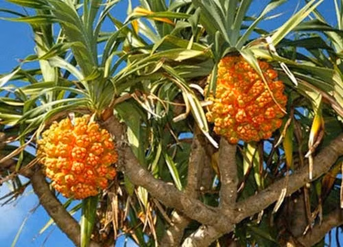 Quả dứa dại. Nguyên liệu gồm 12g quả dứa dại, 8g diệp hạ châu, 12g nhân trần, 12g hồ trượng căn, 6g ngũ vị tử, 4g cam thảo. Cho tất cả nguyên liệu trên vào nồi cùng 1l nước, đun cạn còn 450ml. Chia làm 3 lần uống lúc đói trong ngày. Ảnh: Dieutriviemgan.