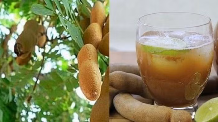 Quả me chữa bệnh gan. Đầu tiên, dùng 2 vốc quả me đã lột vỏ bỏ vào máy xay sinh tố. Tiếp theo, đổ vào 1 lít nước rồi trộn đều, sau đó lọc lấy nước. Bạn có thể uống li nước này trong ngày. Ảnh: Phununews.