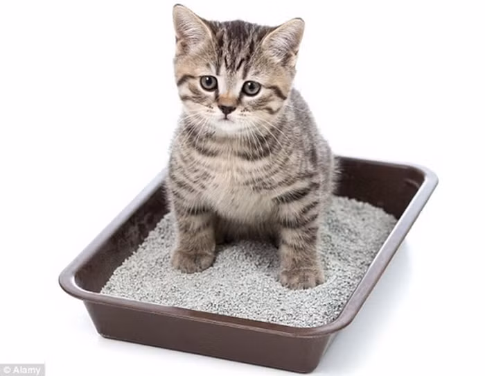 4. Phân mèo, phân gà. Vào thế kỷ 17, tại Anh, trong tủ thuốc của các quý ông còn không thể thiếu được những vị thuốc làm từ phân mèo, phân gà. Tạp chí cổ về sức khỏe The Path Way To Health chép lại rằng, những quý ông hói đều đã có bài thuốc mọc tóc là dùng tro của phân gà cho vào nước kiềm và dùng dung dịch đó làm nước gội đầu. Ảnh: Khampha.