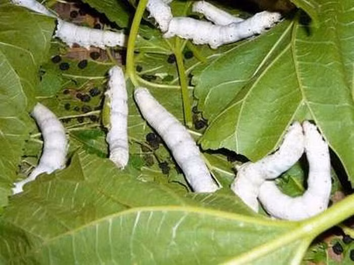 2. Phân tằm. Còn được gọi là tàm sa, phân từ con tằm ăn lá dâu có diệp lục tố, kích thích tố, protit, vitamin A, B... Để làm thuốc, có thể lấy phân phơi khô rồi sao nhỏ lửa cho khô vàng. Ảnh: Suckhoedoisong.