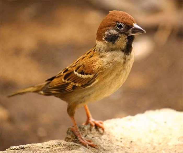 1. Phân chim sẻ. Theo cuốn sách y dược cổ là Danh y biệt lục thì loại phân động vật như chim sẻ đã được dùng làm thuốc đã từ rất lâu (năm 502-549), nó có vị đắng, tính ôn, hơi độc nhưng lại có thể tiêu ích, trừ trướng, sáng mắt, chữa ung nhọt... Ảnh: Soncute.