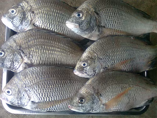 4. Canh cá tráp thuyền chài. Cá cắt vây, đánh vẩy mổ bỏ nội tạng rồi rửa bằng nước có pha dấm loãng cho sạch nhớt và khử mùi tanh. Rửa lại một lần nữa bằng nước sạch rồi vớt ra rổ để ráo, cá nhỏ để nguyên con, cá to xắt khúc vừa ăn. Rau sống nhặt, rửa sạch vẩy ráo nước. Ảnh: thucphamgreenlife.com.