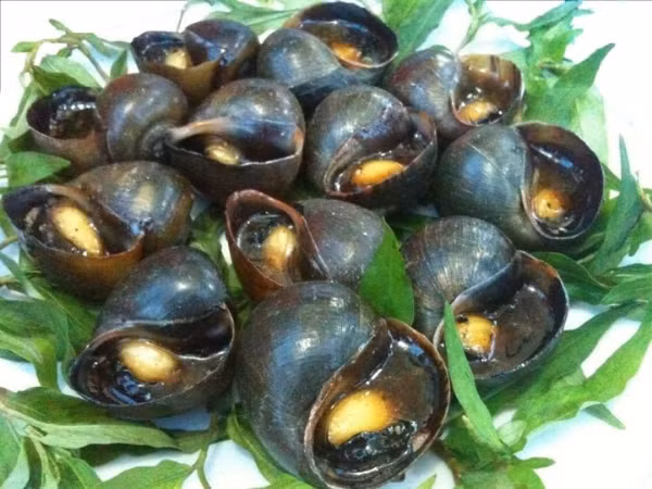 2. Ốc hấp lá chanh. Nguyên liệu: Ốc bươu, lá chanh, sả, ớt sừng, nước mắm, đường, chanh, sả băm. Ốc rửa sạch, sả ớt cắt khúc, cho vào nồi hấp, dưới lót lá chanh sả, ớt. Ảnh: thanbinchotan.vn.