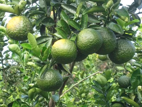 4. Vỏ thân cây cam. Vỏ thân cây cam vị ngọt, hơi the, tính mát; có tác dụng hạ khí đầy, điều hòa tỳ vị. Ngày uống 4-10g dưới dạng thuốc sắc. Ảnh: Nuôi trồng. 