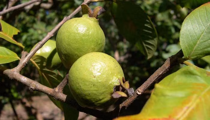 6. Vỏ thân cây ổi. Chữa tiêu chảy: Vỏ thân cây ổi, vỏ cây vối, đọt cây hồng xiêm mỗi vị 20g. Tất cả thái nhỏ, sao vàng, hạ thổ, sắc với 400ml nước còn 100ml, uống làm hai lần trong ngày. Có thể dùng dưới dạng bột, mỗi lần uống 15-20g (đối với người lớn), 5-10g (trẻ em). Dùng nhiều ngày. Ảnh: AloBacsi.