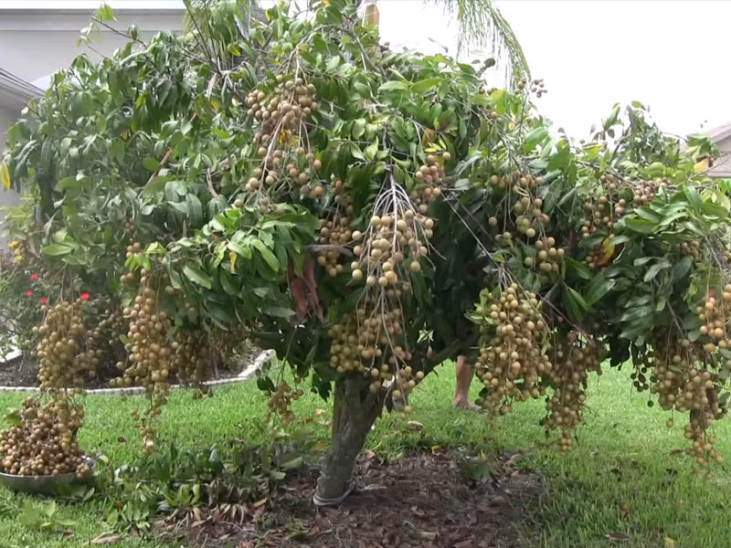 1. Vỏ thân cây nhãn. Chữa bỏng: Tác dụng trị bỏng của cao vỏ nhãn khá tốt, đặc biệt rút ngắn được thời gian lành bệnh. Trích ly vỏ cây nhãn thông qua dung môi ethanol. Cao khô vỏ nhãn đã được bào chế thành các chế phẩm trị phỏng dạng pommade (6%) và dầu thoa (1,5%). Ảnh: ecolandscape.vn. 