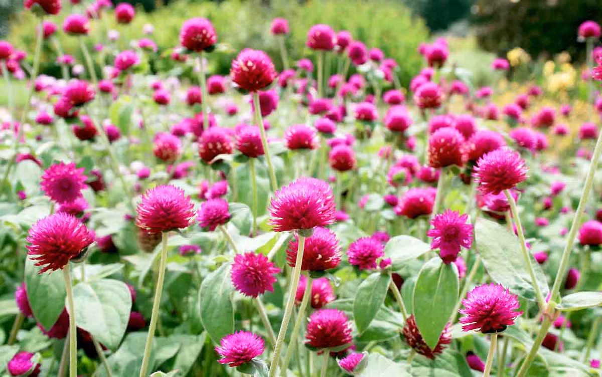 8. Cúc bách nhật: Cúc bách nhật 15g, câu đằng 15g, bạch cương tàm 6g, cúc hoa 2g. Sắc uống ngày một thang. Ảnh: Suckhoe365.biz.