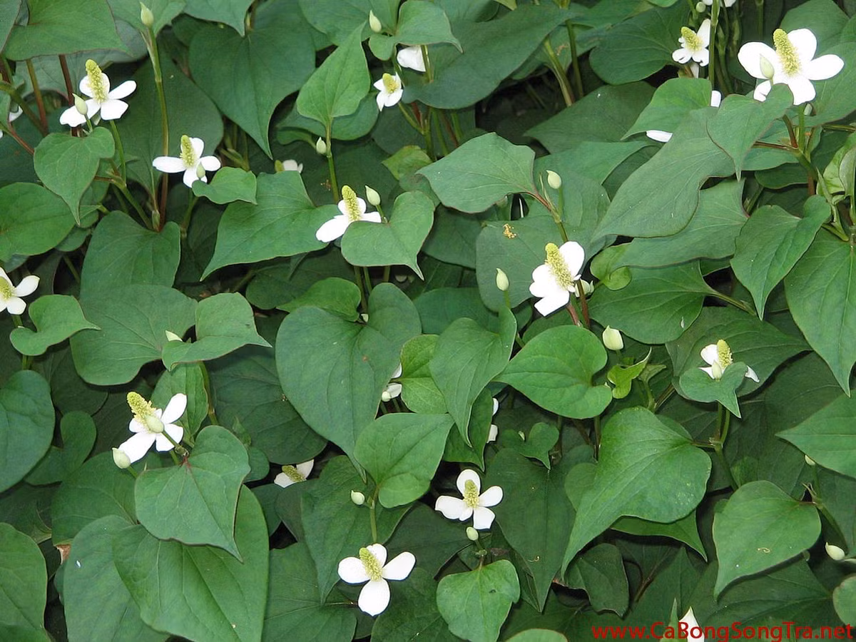 3. Rau diếp cá: Rửa sạch, tráng qua bằng nước sôi để nguội rồi giã nát. Dùng gạc sạch bọc vào phần rau đã giã đắp lên mắt 2 lần/ngày sẽ trị khỏi bệnh đau mắt đỏ. Ảnh: Cá Bống Sông Trà.