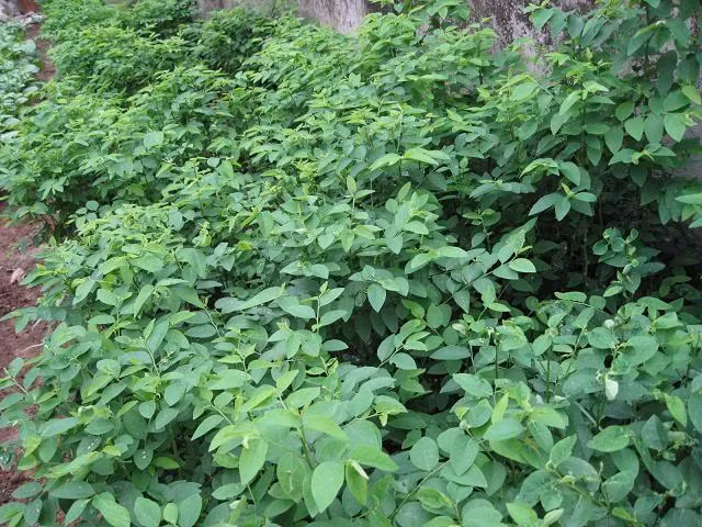 10. Rau ngót: Lấy 50g lá rau ngót tươi, 10g lá chanh, cho vào siêu sắc thật đặc, chia uống làm nhiều lần trong ngày. Ảnh: Soha. (Thông tin trong bài chỉ mang tính chất tham khảo, trước khi sử dụng bài thuốc, vui lòng hỏi ý kiến bác sĩ).