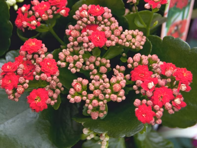 7. Cây sống đời: Lấy cây sống đời (cây bỏng) rửa sạch, giã nhỏ (dụng cụ cần được tẩy trùng sạch), lấy một miếng gạc đã tiệt khuẩn (hoặc vải màn sạch) đặt lên mắt, đặt dung dịch lá sống đời vừa bào chế lên trên miếng gạc rịt chặt, nhất là về đêm để khi ngủ không rơi. Mỗi tối làm 1 lần cho đến khi khỏi. Ảnh: Cayvahoa.net.