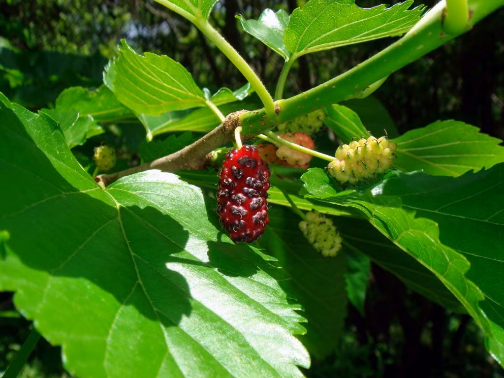 6. Dâu tằm: 6 đọt dâu tằm, 3 bông cúc trắng, 10 lát củ sả, 3 lát gừng sống, 1 muỗng đậu xanh giã nát sắc lấy nước uống. Ảnh: Thuocquyviet.com.