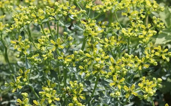 5. Cây cửu lý hương. Tác dụng gây sảy thai của cửu lý hương đã được biết từ thời xa xưa nhưng cửu lý hương vẫn được nhân dân nhiều nước dùng làm thuốc điều kinh với liều 0,05-0,10g mỗi ngày. Ảnh: giupban.com.vn.