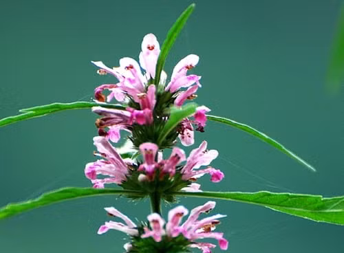 1. Cây ích mẫu. Theo y học cổ truyền, ích mẫu có vị đắng, tính mát, tác dụng hoạt huyết khử ứ, sinh tân, điều kinh, lợi thủy, được dùng chữa rối loạn kinh nguyệt, đau bụng kinh, kinh nguyệt ra nhiều. Sau đây là 2 bài thuốc chữa bệnh phụ khoa từ loại cây này. Ảnh: suckhoedoisong.vn.