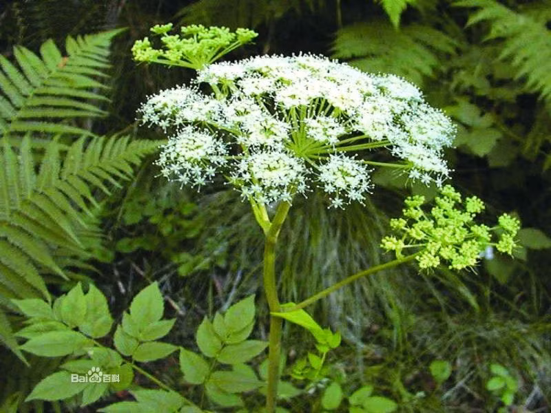 4. Cây đương quy. Tác dụng của đương quy rất tốt, là thuốc đầu vị trong các chữa bệnh của phụ nữ, đồng thời dùng nhiều trong các đơn thuốc bổ và thuốc chữa các bệnh khác. Cùng tham khảo hai bài thuốc sau đây. Ảnh: nguubang.com.