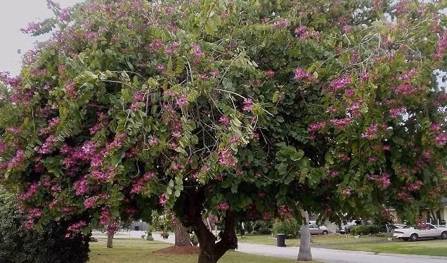 Cây móng bò tím dùng trị lỵ và trĩ, ỉa chảy: Chồi non phơi khô, sắc lấy nước uống. Ảnh: Cây cảnh.