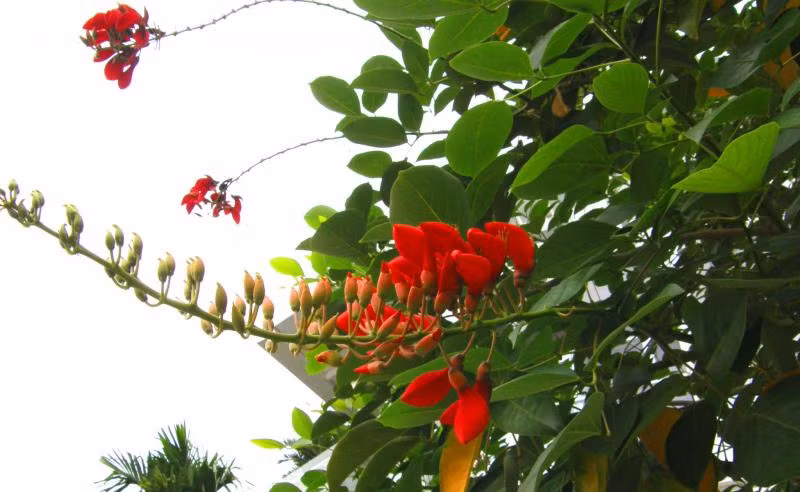 Cây osaka đỏ trị cảm lạnh: Lấy rễ cây đốt rồi xông khói theo đường mũi sẽ có tác dụng thông khí quản và sạch niêm mạc mũi, chống cảm lạnh. Ảnh: cayxanhcanhquan.com.