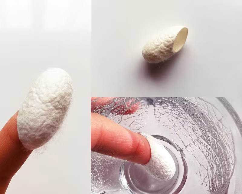 Cách thực hiện kén tằm dưỡng da như sau: Rửa bụi bẩn còn sót lại trên lớp ngoài của vỏ kén bằng nước sạch. Dùng kéo cắt dọc kén một đoạn đủ để bạn có thể xỏ ngón tay vào. Bóp nhẹ làm xẹp kén để kén dễ ngấm nước hơn, không bị nổi. Ảnh: Whitedoctors.com.