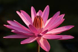 Bài 12: Hoa súng 15g, râu ngô 15g, rễ cỏ tranh 10g, rau má 10g, diếp cá 10g, sắc lấy nước đặc uống làm 2 lần. Ảnh: Hoala.vn. (Thông tin trong bài chỉ mang tính chất tham khảo, trước khi sử dụng bài thuốc, vui lòng hỏi ý kiến bác sĩ).