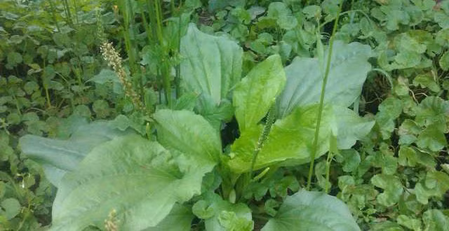 Bài 4: Biển súc 15g, mã đề 10g, hoạt thạch 8g, mộc thông 6g, sắc uống. Ảnh: suckhoephunu.info.