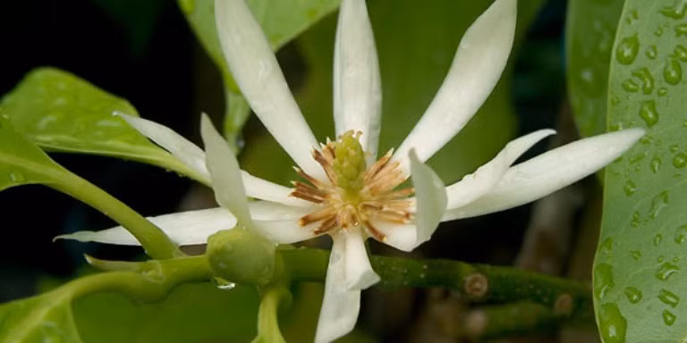 Bài 10: Rễ ngọc lan hoa trắng 15g, râu ngô 20g, rau diếp cá 10g. Sắc uống ngày 1 thang, chia 3 lần. Cần uống trong 5-7 ngày liền. Ảnh: canhquanxanh.com.vn.