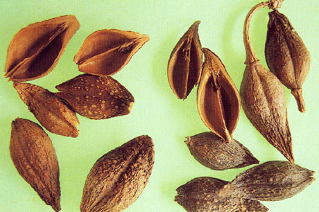 Bài 5: Liên kiều 15g, sắc uống hoặc tán thành bột uống hằng ngày. Ảnh: tuelinh.vn.