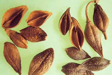 Bài 5: Liên kiều 15g, sắc uống hoặc tán thành bột uống hằng ngày. Ảnh: tuelinh.vn.