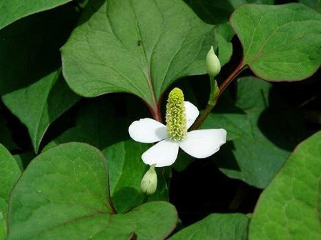 Bài 6: Diếp cá tươi 60g (khô 20g), hạt mã đề 15g, kim tiền thảo 30g, sắc uống. Ảnh: diepcavuong.blogspot.com.