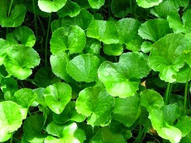 Bài 11: Rau má 10g, bồ công anh 20g, mã đề 16g, thài lài tía, chi tử, râu ngô, mộc thông, cam thảo dây, mỗi vị 12g. Sắc uống ngày 1 thang. Ảnh: supplement-sunnah.blogspot.com.